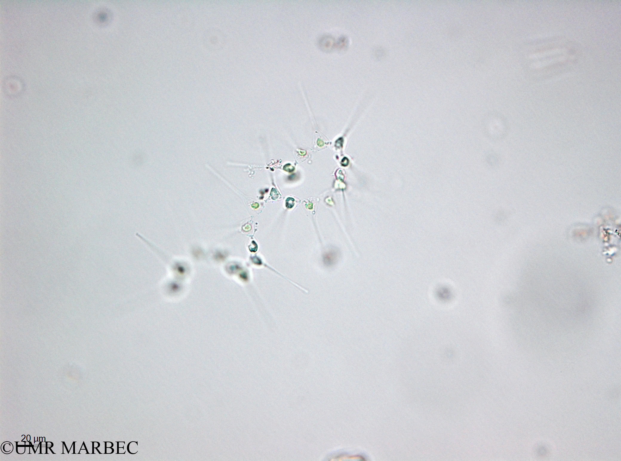 phyto/Thau_Lagoon/THAU_station1/OSU_plancton 2013/Asterionellopsis glacialis (40x -140220)(copy).jpg
